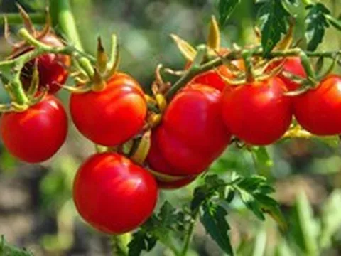 Dùng loại quả quen thuộc này mỗi ngày, người đàn ông từng bị chẩn đoán mỡ máu cao khiến bác sĩ bất ngờ khi khám lại: "Anh đã ăn gì trong một năm qua?"