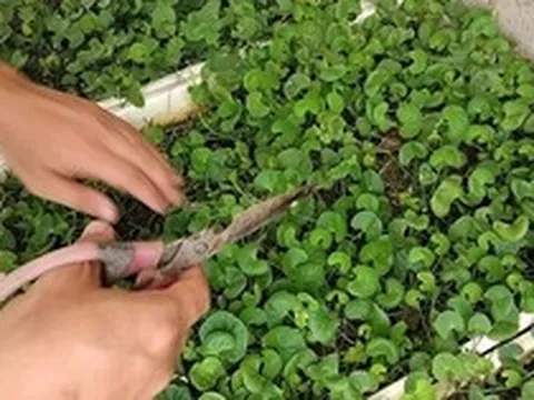 Lợi ích của rau má