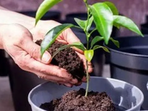 3 lý do nên có một cây chanh trong nhà