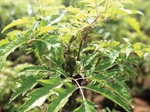 3 lý do đinh lăng được ví là "sâm Nam" của người Việt