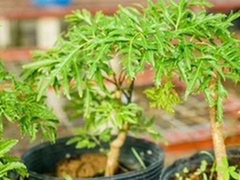 Lợi ích khi trồng cây đinh lăng