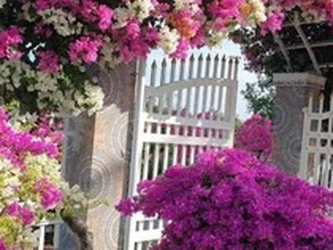 5 cây "chịu nóng" tốt nhất, nhà nào cũng nên trồng 1 loài trong nhà