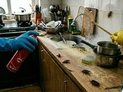 Lời khuyên đến những gia đình đang phải “sống chung” với… gián