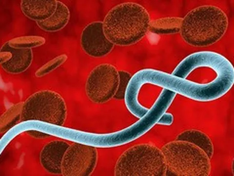 Chưa có vaccine chủng Ebola mới, Bộ Y tế khẩn cấp lên phương án ứng phó