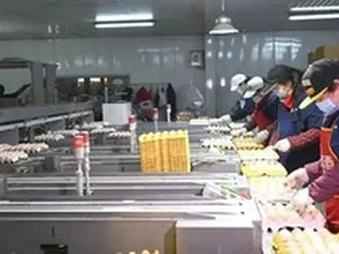 "Đột nhập" nhà máy sản xuất 450.000 quả trứng tươi/ngày, phát hiện "thông tin" về dây chuyền chế biến được đầu tư hơn 193 tỷ đồng