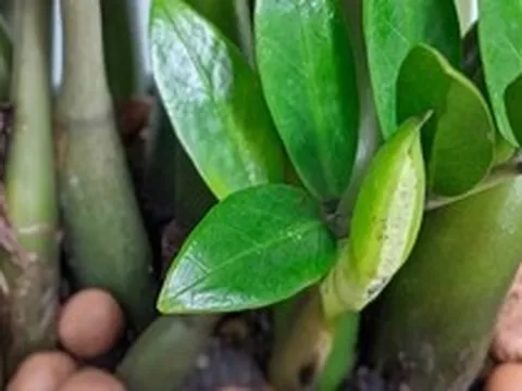 Cây nên trồng trước nhà tháng 6: Hút tài lộc, giữ bình an