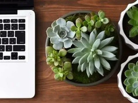Cách chăm sóc cây sen đá tại văn phòng