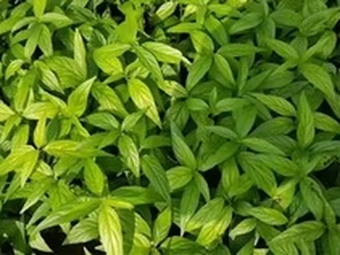 Tác dụng của cây xương khỉ