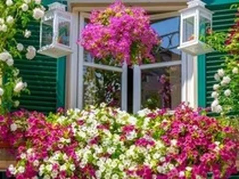 Không phải mê tín, giờ mới biết vì sao nhà giàu trồng 3 loại hoa "phá tài, phá lộc" này