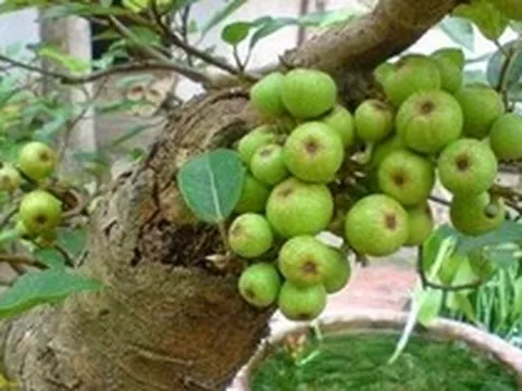 Lợi ích khi trồng cây sung