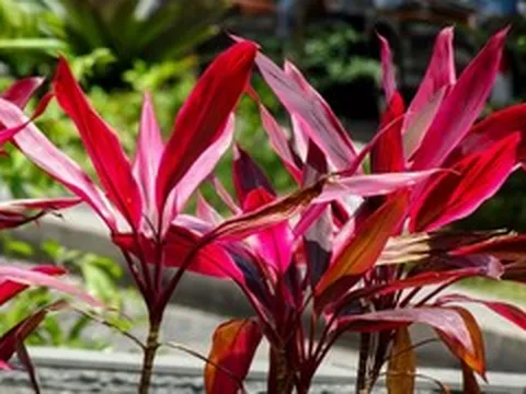 Tác dụng của cây huyết dụ ít người biết