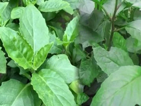 Tác dụng và bài thuốc từ cây bầu đất