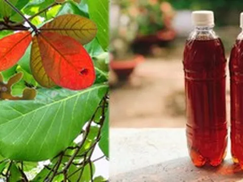 Công dụng của nước lá bàng với sức khỏe ít người biết