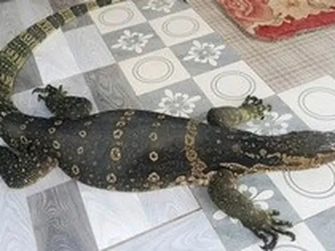 Người dân ở Tây Ninh giao nộp con vật quý hiếm nặng 6,5 kg