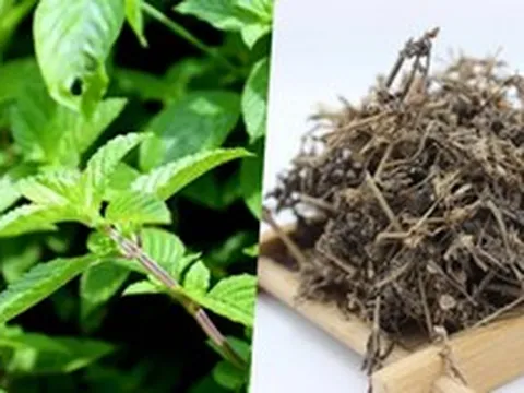 Cây thạch đen có tác dụng gì?