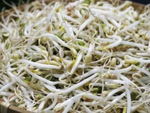 'Nước kẹo' dùng để ủ giá đỗ nguy hiểm thế nào?