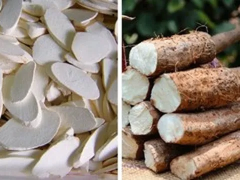 Tác dụng của củ hoài sơn tươi với sức khỏe