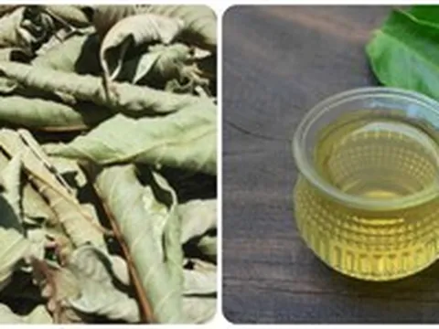 Uống nước lá ổi khô mỗi ngày có tốt?