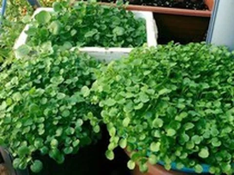 Loại rau tốt cho sức khoẻ nhất hoá ra mọc đầy Việt Nam, các nhà khoa học mất 1 thập kỷ nghiên cứu
