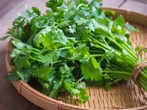 Những bài thuốc từ cây ngò rí