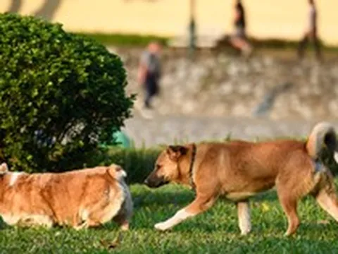 Không đeo rọ mõm cho chó ở nơi công cộng bị phạt tới 2 triệu đồng