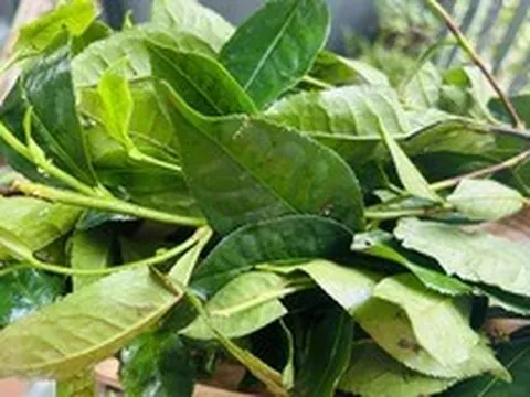 Phát hiện hoạt chất giúp hạ huyết áp và giảm nguy cơ ung thư trong loại lá nhiều người Việt uống mỗi ngày