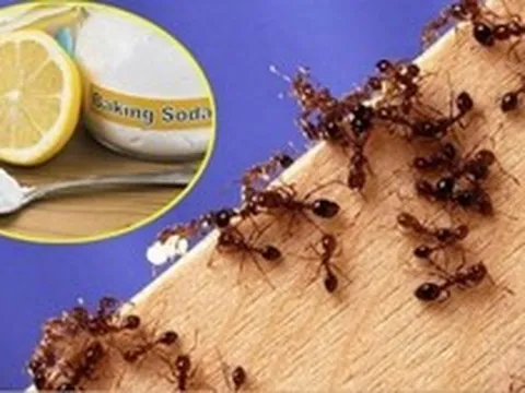 Mẹo đuổi kiến trong nhà bếp hiệu quả không cần dùng hóa chất