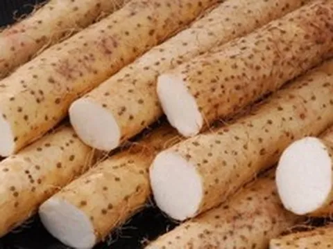 Tác dụng của củ mài tươi với sức khỏe