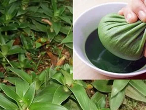 Tác dụng của cây lược vàng với sức khỏe