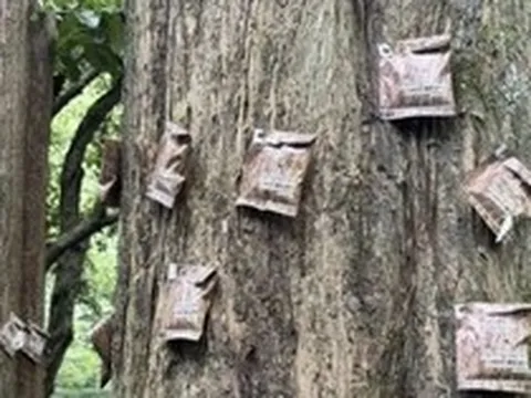 Hình ảnh lạ được ghi nhận tại Hồ Tây