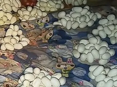 Về nhà sau nửa năm đi xa, chàng trai chết lặng khi thấy thứ phủ kín giường ngủ: Số lượng lên tới hơn 100