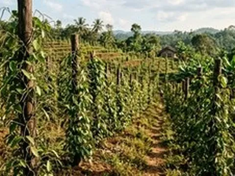Cách chăm sóc cây hồ tiêu sau thu hoạch