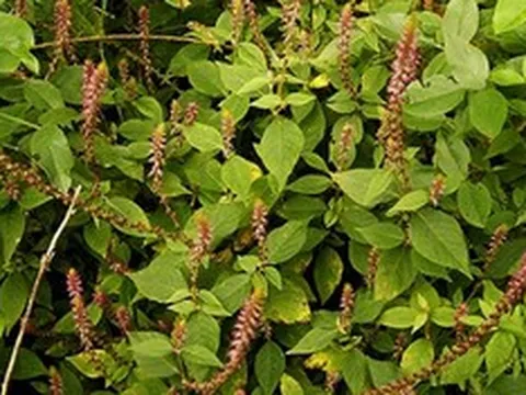 Tác dụng của cây cỏ xước với sức khỏe và cách sử dụng