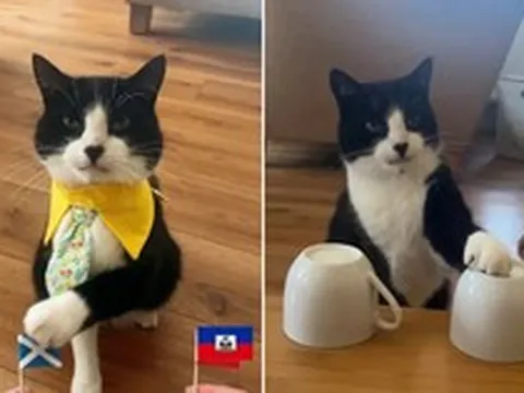 Cả thế giới cần chú ý: Một con mèo đã tiên tri chính xác đội chiến thắng trong toàn bộ 19 trận đấu tại World Cup năm nay