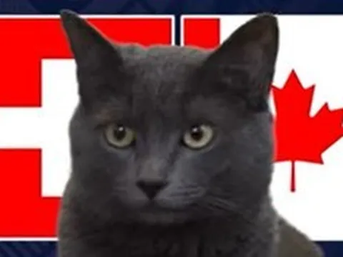 Mèo "tiên tri" dự đoán trận đấu Thụy Sĩ vs Canada: Kết quả ra sao?