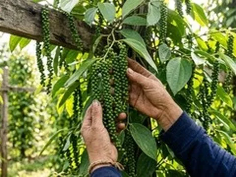 Cách chăm sóc hồ tiêu giai đoạn nuôi trái