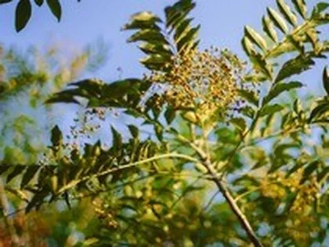Phát hiện hợp chất mới có tiềm năng chống ung thư từ 1 loại gia vị quen thuộc ở Việt Nam