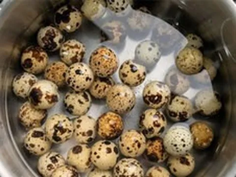 Các mẹo luộc trứng cút ngon, dễ bóc vỏ