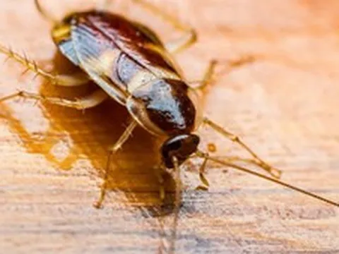 Một vài con gián có thể báo hiệu cả ổ gián lớn trong nhà