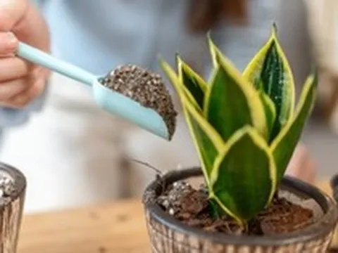 5 điều nhất định phải biết trước khi trồng cây lưỡi hổ trong nhà: Điều cuối cùng đặc biệt quan trọng