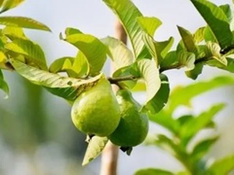 Uống nước lá ổi thay thuốc, người đàn ông Hà Nội có đường huyết tăng gấp đôi