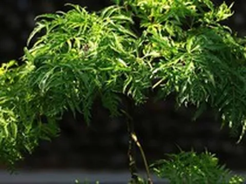 4 lý do vì sao nên trồng một cây đinh lăng ở cổng nhà