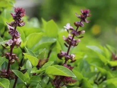 5 lý do vì sao nên trồng một chậu cây húng quế trong nhà