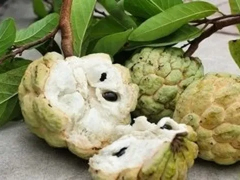 Những lưu ý khi ăn quả na, đặc biệt với hạt