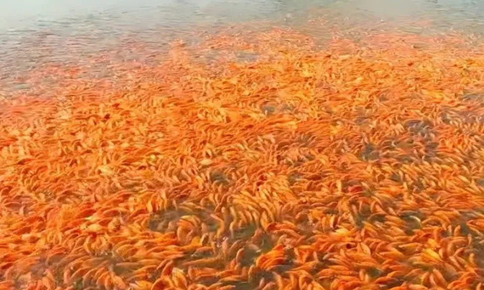 Hàng triệu con cá chép đỏ chuẩn bị ra thị trường phục vụ ngày tiễn ông Công, ông Táo